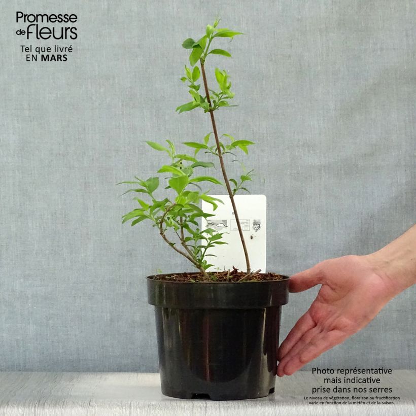 Example of Abelia mosanensis Monia - Abélia parfumé Pot de 3L/4L as you get in printemps