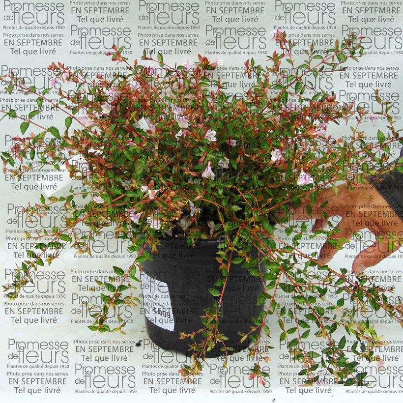 Exemple de spécimen de Abelia nain Pastel Charm Pot de 4L/5L tel que livré