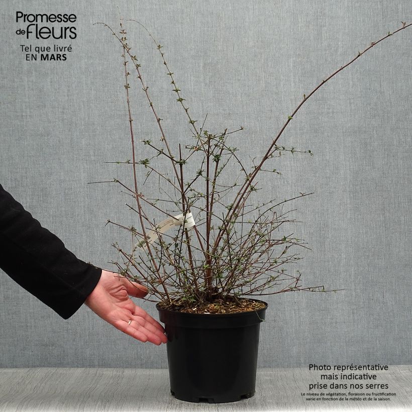 Spécimen de Abelia parviflora Bumble Bee Pot de 4L/5L tel que livré au printemps