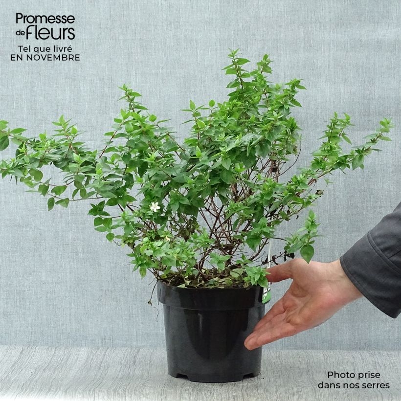 Spécimen de Abelia zanderi Little Richard Pot de 2L/3L tel que livré en automne
