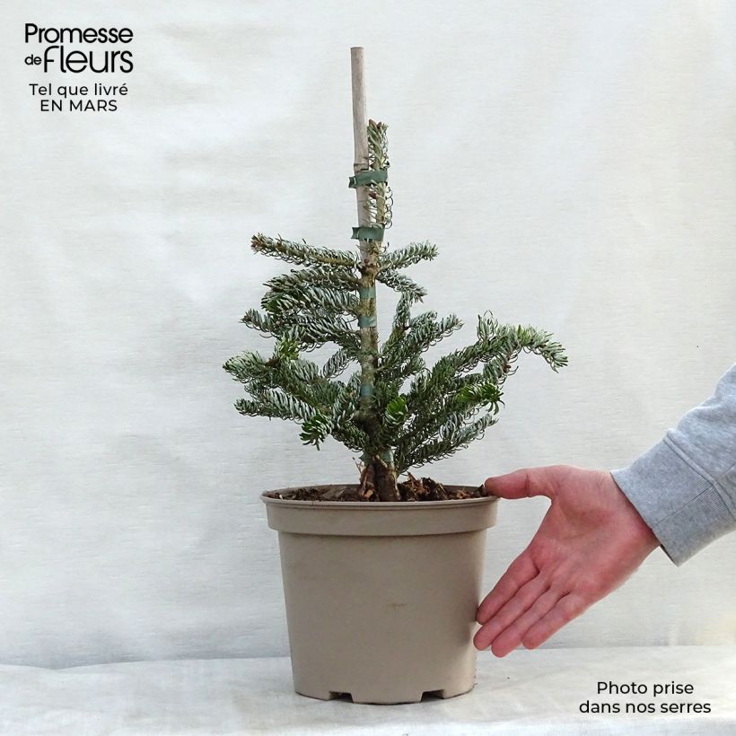 Example of Abies koreana Silberlocke - Sapin de Corée Pot de 4L/5L as you get in printemps