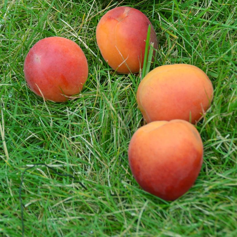 Abricotier Rouge Tardif Delbard - Georges Delbard (Harvest)