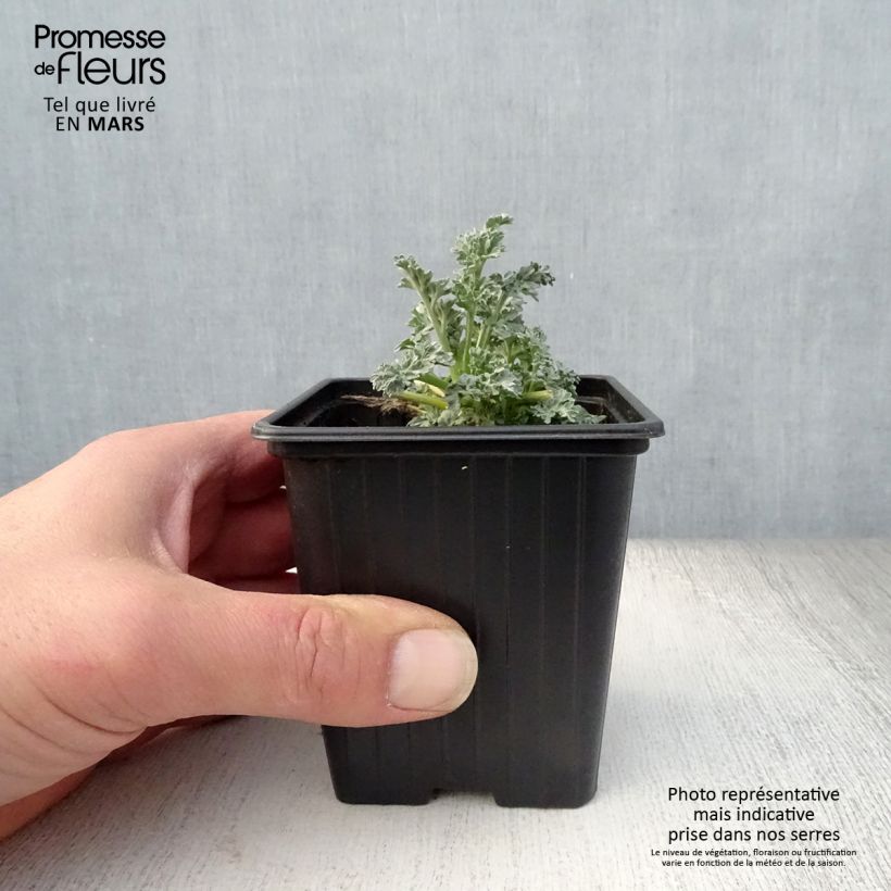 Spécimen de Absinthe - Artemisia absinthium BIO Godet de 7/8 cm tel que livré au printemps