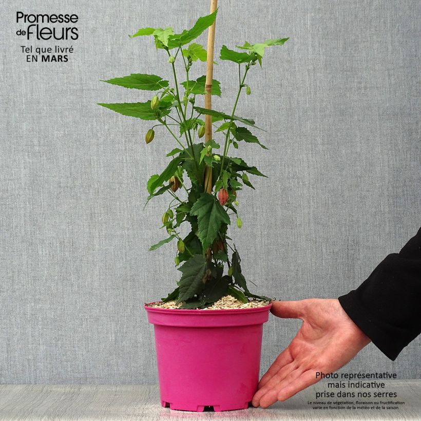 Spécimen de Abutilon Pink Charm Pot de 3L/4L tel que livré au printemps