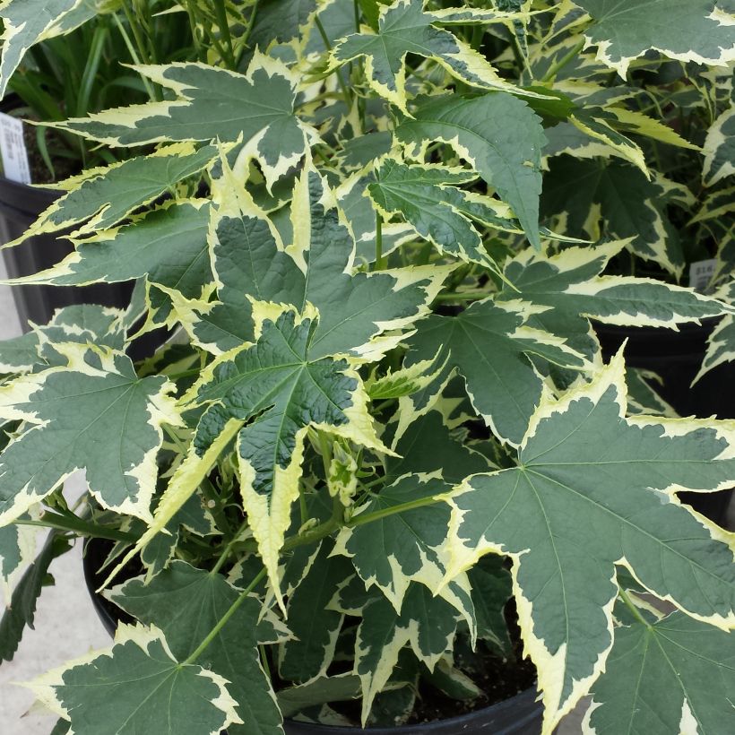 Abutilon Souvenir de Bonn (Feuillage)