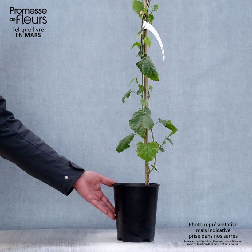 Spécimen de Abutilon megapotamicum - Abutilon du grand fleuve Pot de 3L/4L tel que livré au printemps