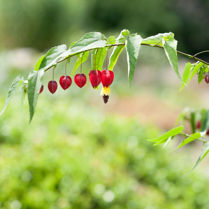 Abutilon megapotamicum - Abutilon du grand fleuve (Floraison)