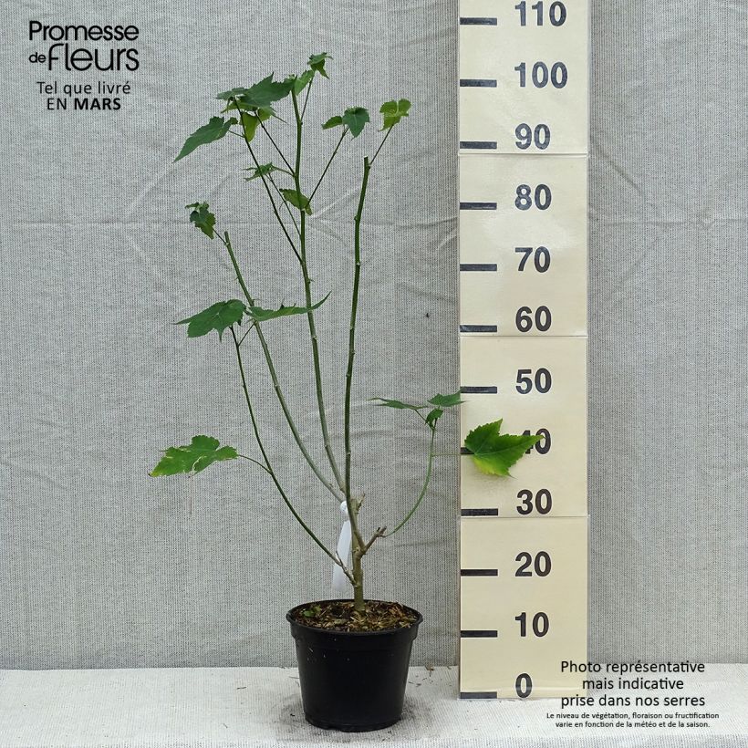 Spécimen de Abutilon striatum Redvein Pot de 3L/4L tel que livré au printemps