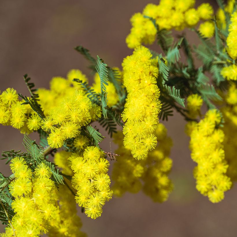 Acacia baileyana - Mimosa de Bailey (Floraison)
