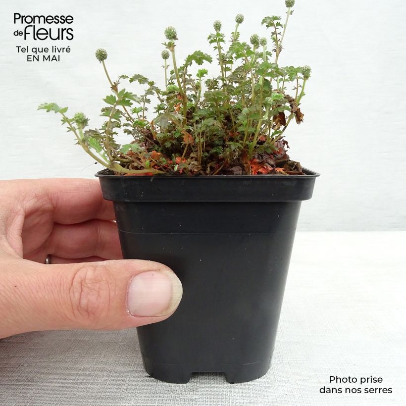 Spécimen de Acaena inermis Purpurea - Lampourde Godet de 8/9 cm tel que livré au printemps