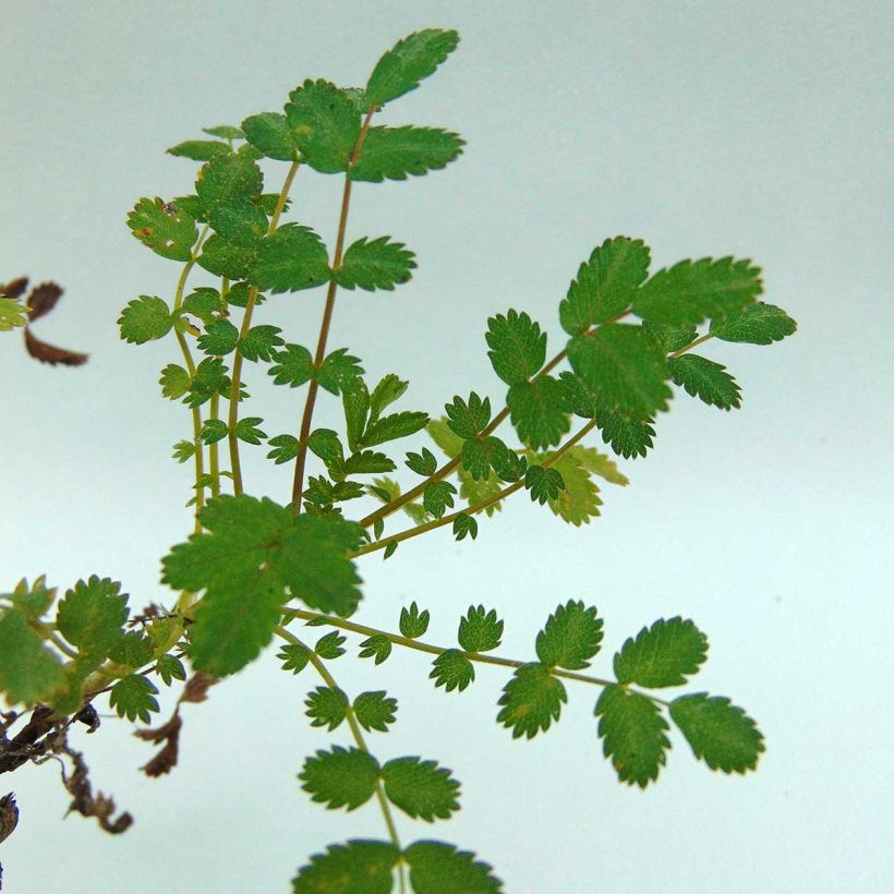 Acaena microphylla - Lampourde à petites feuilles (Foliage)