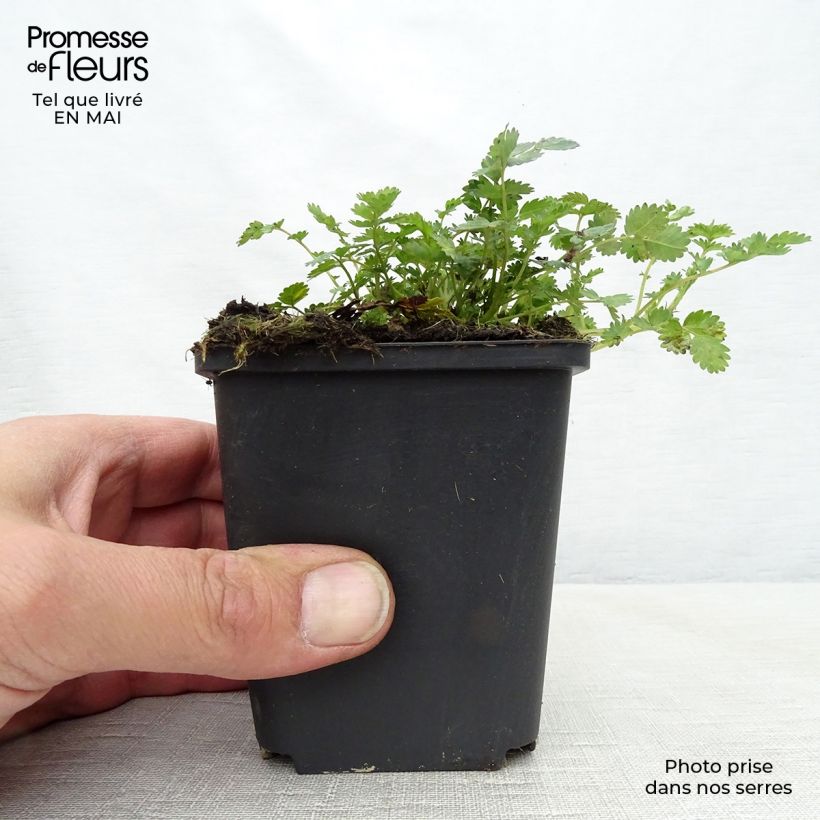 Example of Acaena microphylla - Lampourde à petites feuilles Godet de 8/9 cm as you get in printemps