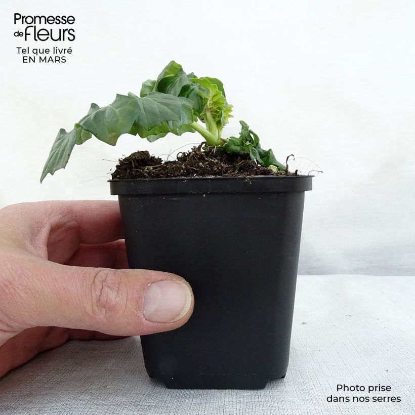 Example of Acanthe hybride Morning Candle Godet de 8/9 cm as you get in printemps