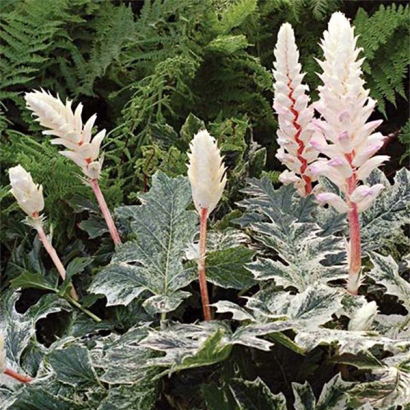 Acanthus Whitewater - Acanthe hybride panachée (Flowering)