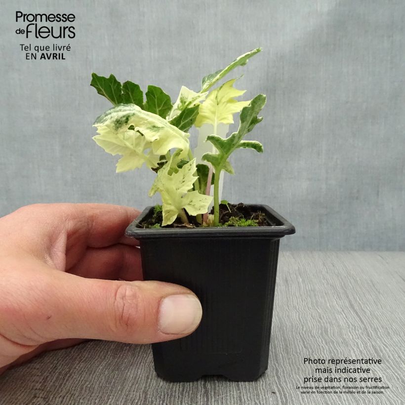 Example of Acanthus Whitewater - Acanthe hybride panachée Godet de 7/8 cm as you get in printemps