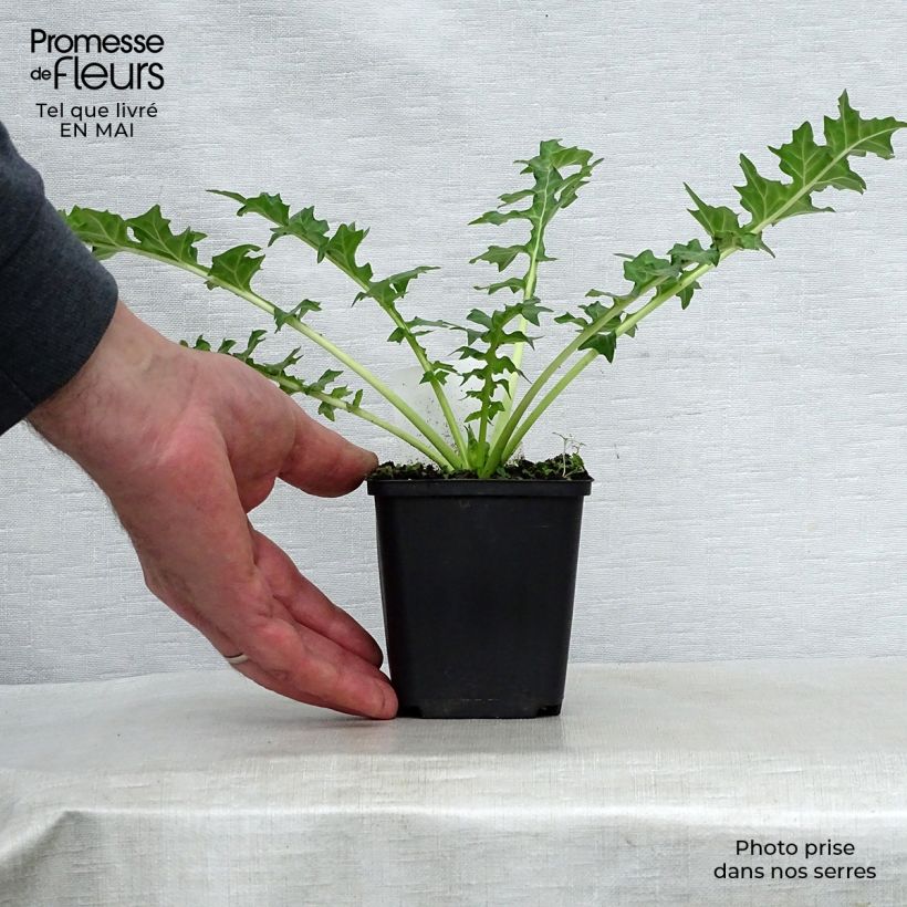 Spécimen de Acanthus hungaricus - Acanthe de hongrie Godet de 8/9 cm tel que livré au printemps
