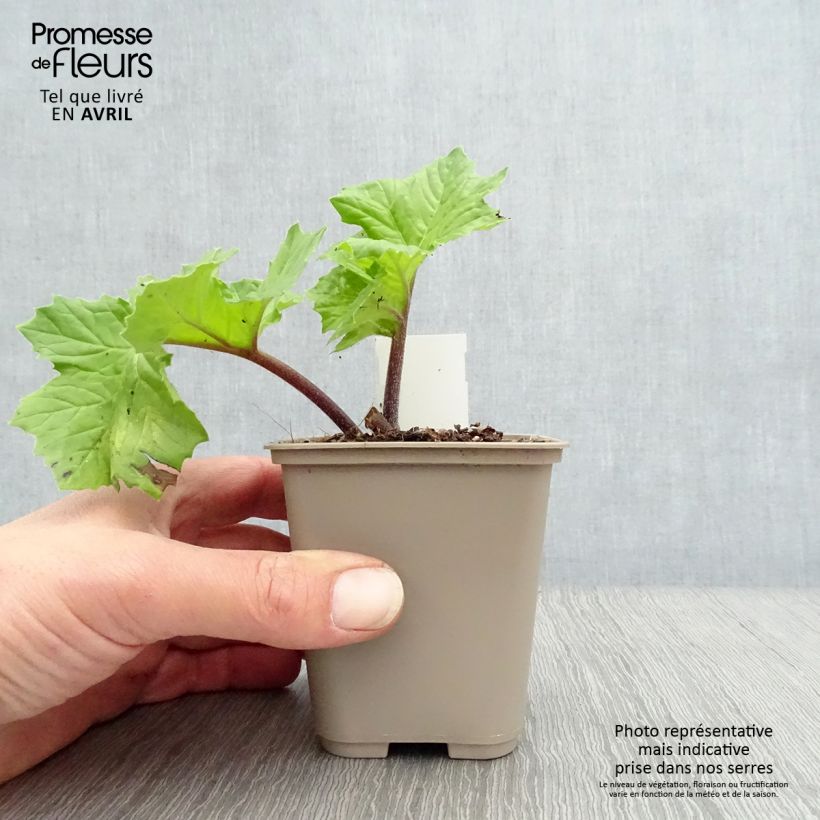 Spécimen de Acanthus mollis Hollards Gold - Acanthe dorée Godet de 8/9 cm tel que livré au printemps