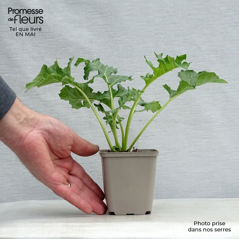 Spécimen de Acanthus mollis Rue Ledan (Jeff Albus) - Acanthe blanche Godet de 8/9 cm tel que livré au printemps