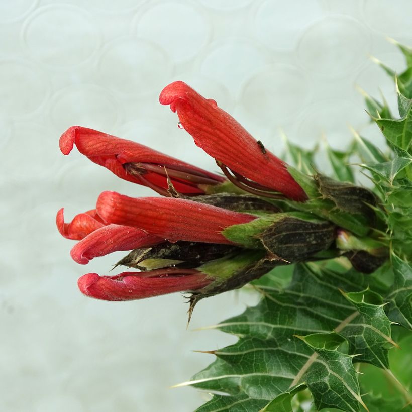 Acanthus sennii - Acanthe (Flowering)