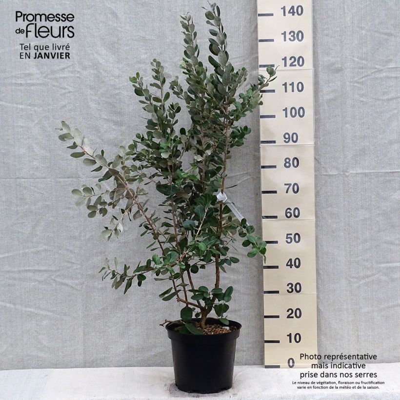 Example of Acca sellowiana Coolidge  - Goyavier du Brésil autofertile Pot de 4L/5L as you get in hiver