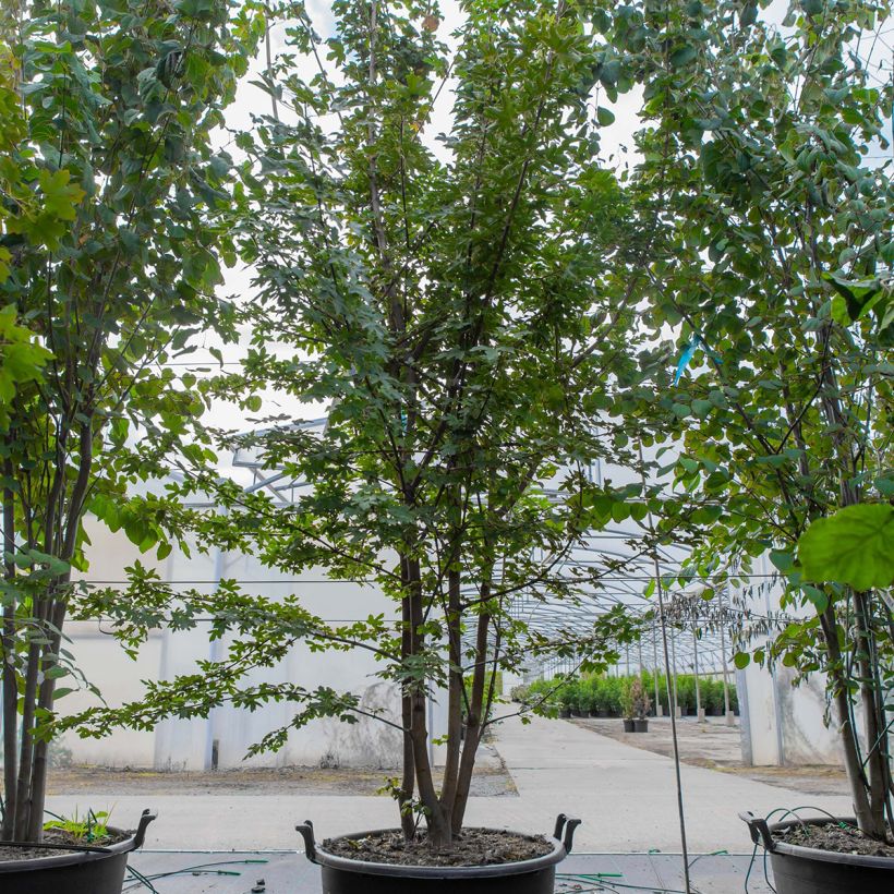 Spécimen de Erable champêtre - Acer campestre Pot de 70L/75L, Cépée tel que livré au printemps