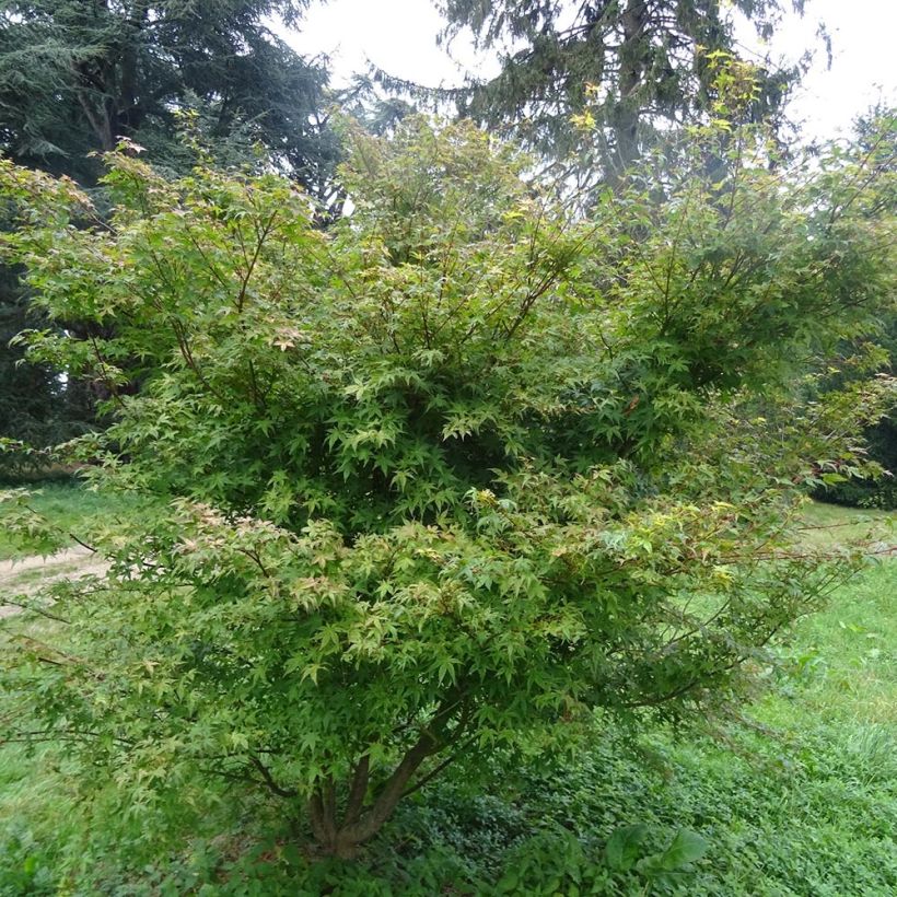 Érable du Japon - Acer palmatum Beni Tsukasa (Plant habit)