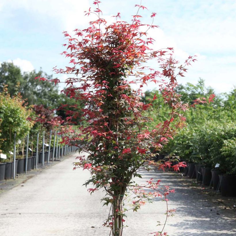 Érable du Japon - Acer palmatum Deshojo (Plant habit)