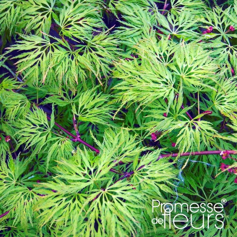 Érable du Japon - Acer palmatum Emerald Lace (Foliage)