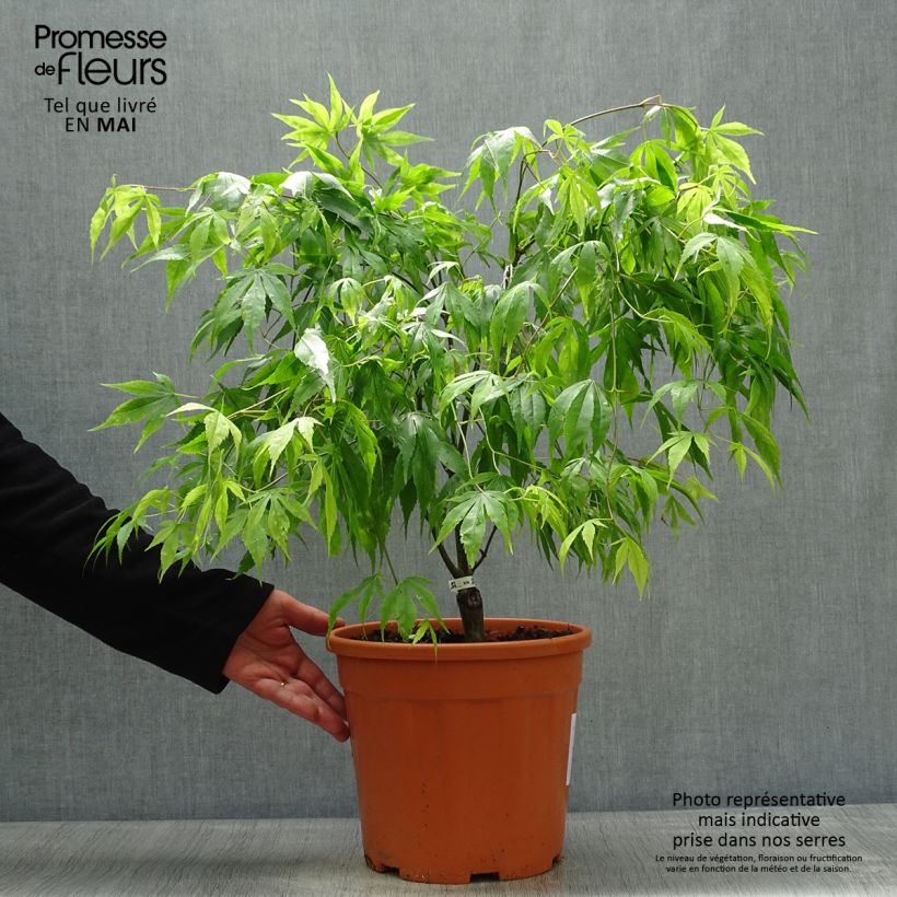 Spécimen de Érable du Japon Koto-No-Ito - Acer palmatum Pot de 6L/7L tel que livré au printemps