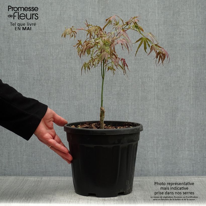 Spécimen de Érable du Japon Manyo-No-Sato - Acer palmatum Pot de 4L/5L tel que livré au printemps