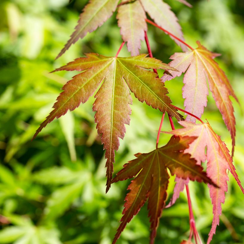 Acer palmatum Orange Dream (Feuillage)