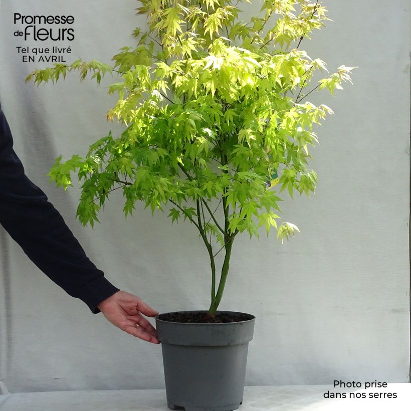 Spécimen de Acer palmatum Orange Dream Pot de 7,5L/10L tel que livré au printemps