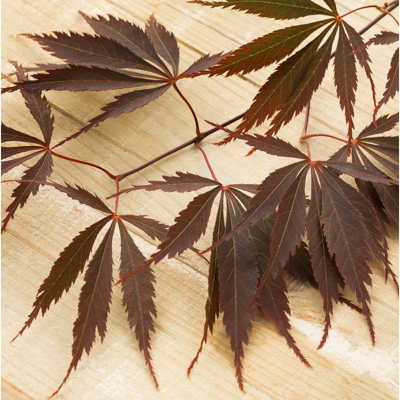 Érable du Japon - Acer palmatum Peve Dave (Foliage)