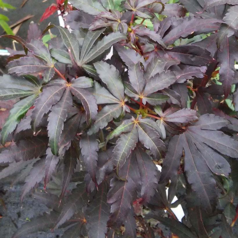 Erable du Japon - Acer palmatum Skeeter's Broom (Foliage)