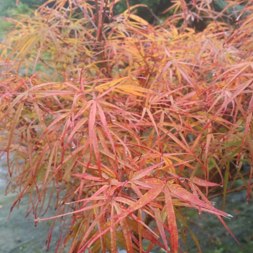 Erable du Japon - Acer palmatum Villa taranto (Foliage)