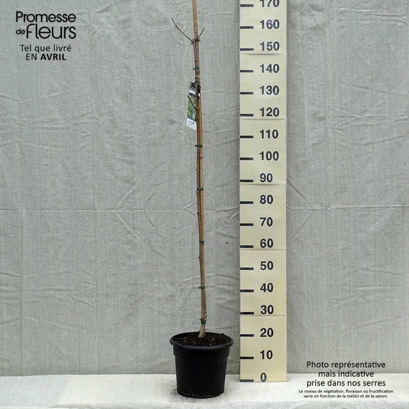 Example of Acer platanoides - Érable plane Pot de 7,5L/10L as you get in printemps