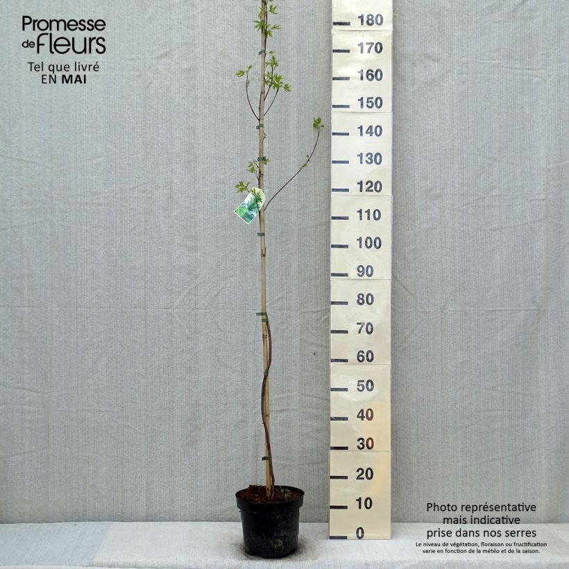 Spécimen de Acer saccharinum Laciniatum Wieri - Érable argenté Pot de 3L/4L tel que livré au printemps