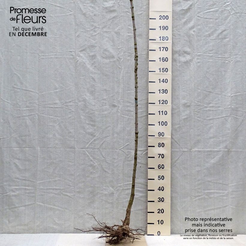 Spécimen de Acer saccharum - Érable à sucre Racines nues, Haute-Tige, Haute Tige 6/8 tel que livré en hiver