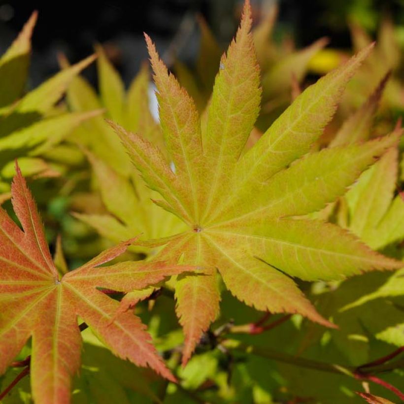 Érable du Japon - Acer shirasawanum Autumn Moon (Foliage)