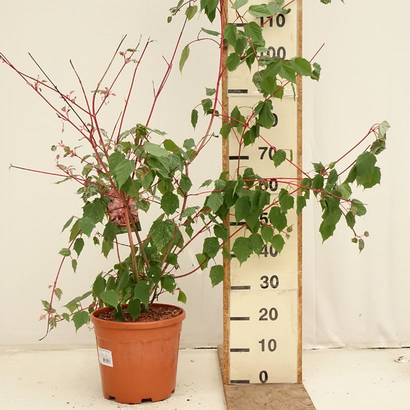Spécimen de Acer conspicuum Red Flamingo - Érable à peau de serpent Pot de 7,5L/10L tel que livré au printemps