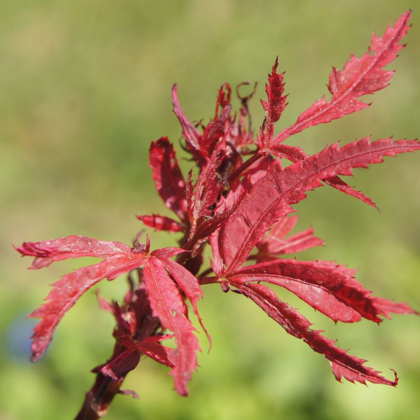 Érable du Japon - Acer palmatum Shirazz (Feuillage)