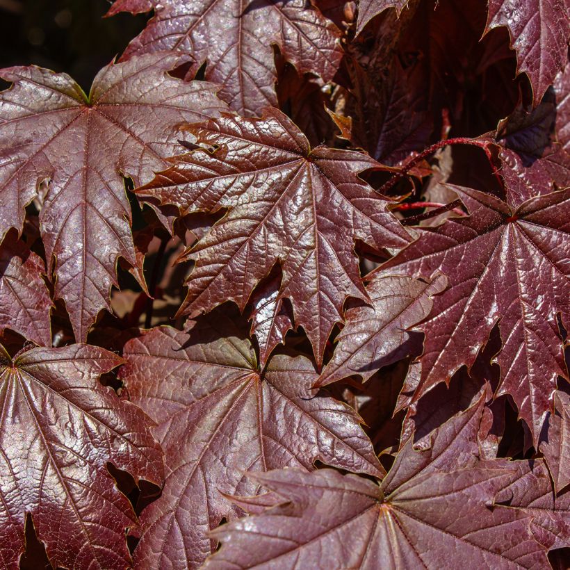 Acer platanoides Crimson Sentry - Érable plane (Feuillage)