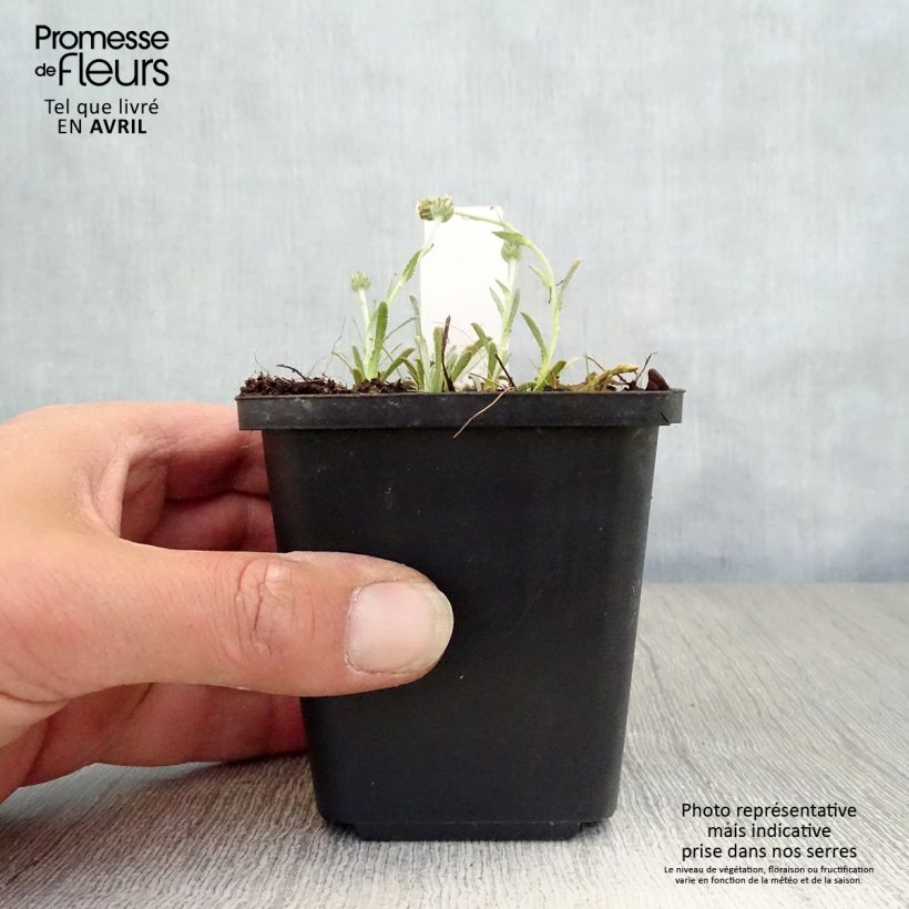 Spécimen de Achillea ageratifolia - Achillée à feuilles d'agérate Godet de 8/9 cm tel que livré au printemps