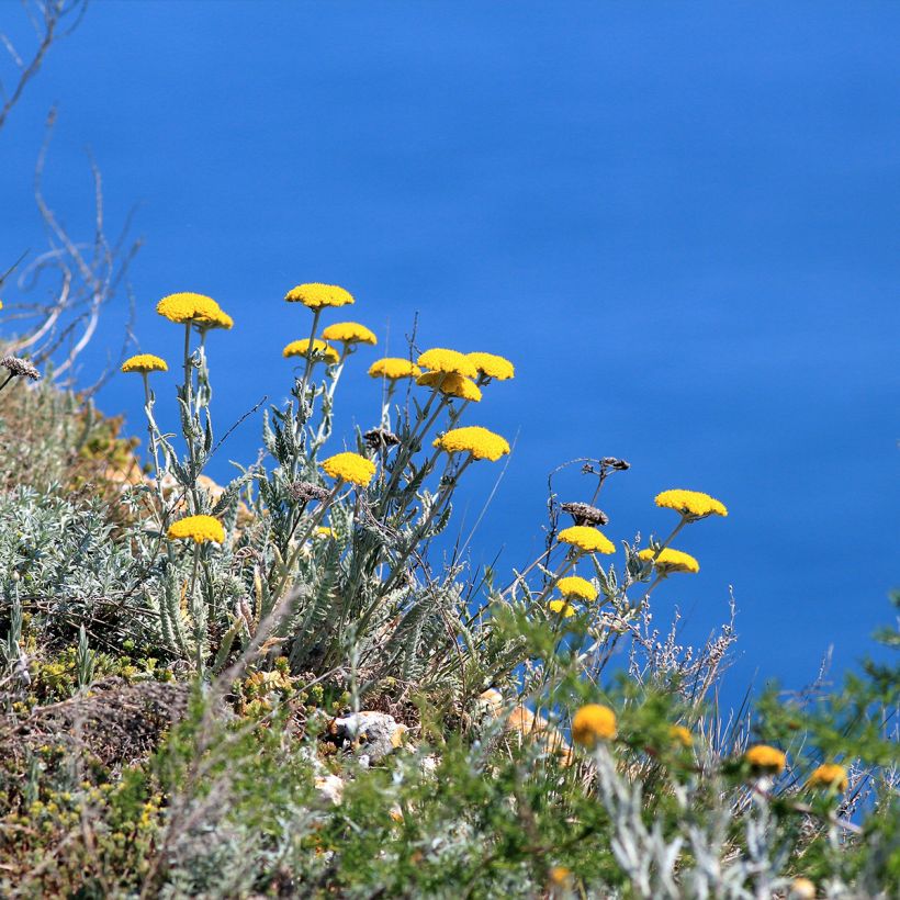 Achillea clypeolata - Achillée (Port)