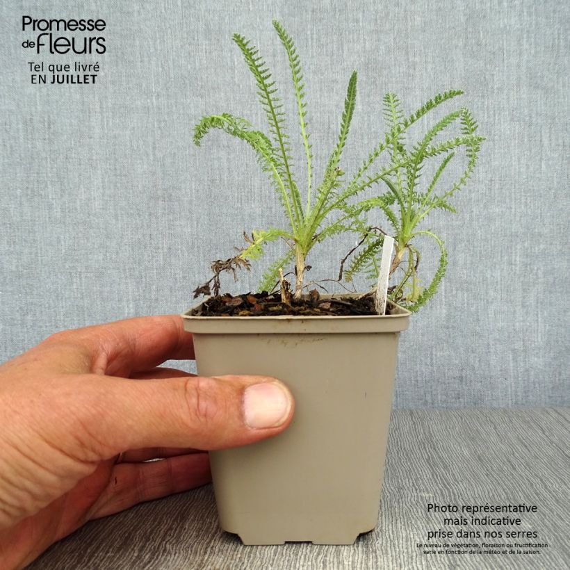 Spécimen de Achillea hybride Little Moonshine Godet de 8/9 cm tel que livré en été