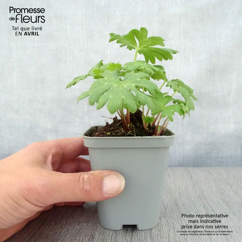 Example of Achillea hybride Little Moonshine Godet de 8/9 cm as you get in printemps