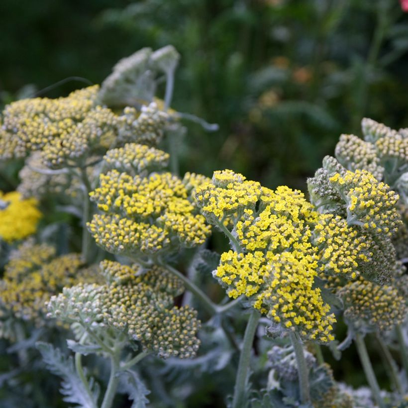 Achillea hybride Little Moonshine (Flowering)