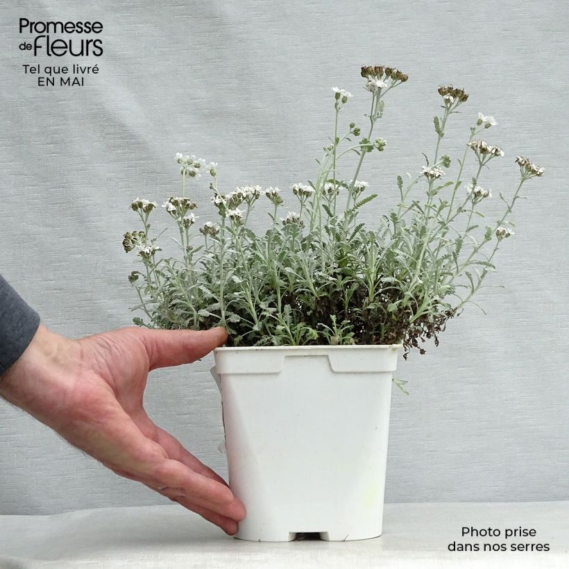 Spécimen de Achillea umbellata - Achillée Pot de 2L/3L tel que livré au printemps