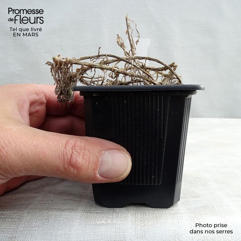 Spécimen de Achillea umbellata - Achillée Godet de 8/9 cm tel que livré au printemps