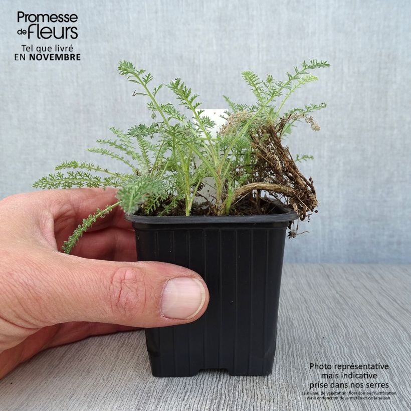 Spécimen de Achillée - Achillea crithmifolia Godet de 8/9 cm tel que livré en automne